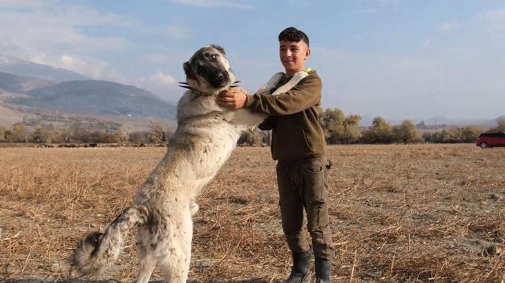 Çoban köpekleri ile kangal köpekleri arasındaki fark: Onlar olmadan hayvanlarımızı kurtlara karşı koruyamayız